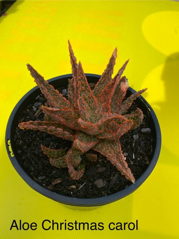 ALOE CHRISTMAS CAROLE