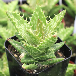 ALOE JUVENNA