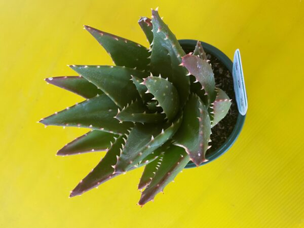 ALOE MITRIFORMIS