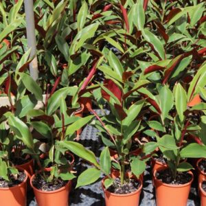 ALPINIA CAERULEA ATHERTON RED (TUCKER BUSH)