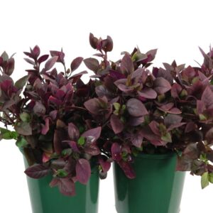 ALTERNANTHERA LITTLE MAROON