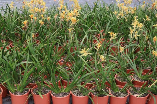 ANIGOZANTHOS AMBER VELVET