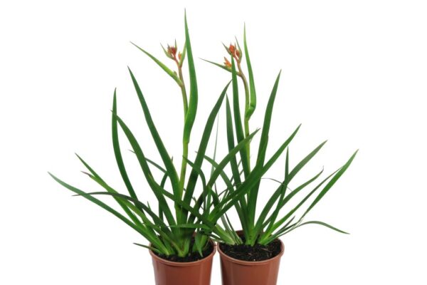 ANIGOZANTHOS AMBER VELVET
