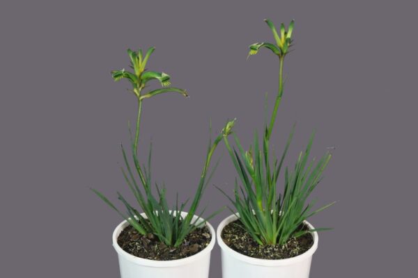 Anigozanthos Celebrations Aussie Spirit