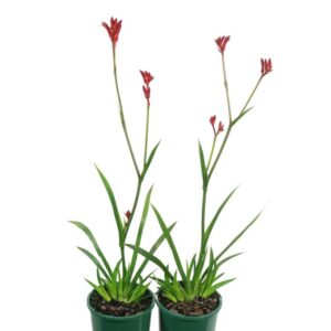ANIGOZANTHOS BUSH BALLAD