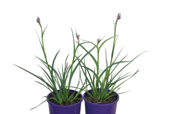 Anigozanthos Celebrations Carinvale