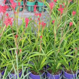 ANIGOZANTHOS BUSH CRYSTAL
