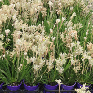 ANIGOZANTHOS BUSH DIAMOND