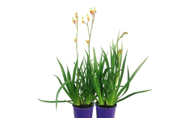 ANIGOZANTHOS GOLD VELVET