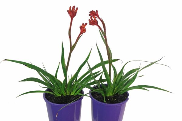 ANIGOZANTHOS BUSH INFERNO