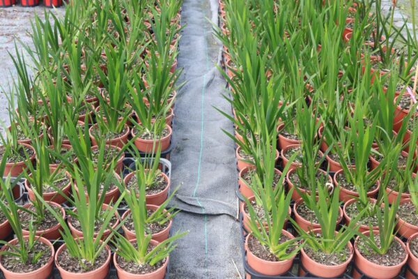 ANIGOZANTHOS BUSH PIONEER