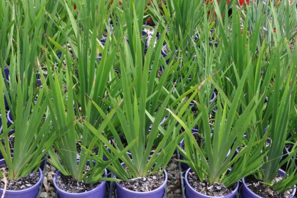 ANIGOZANTHOS LANDSCAPE SCARLET (SYN ENDEAVOUR)