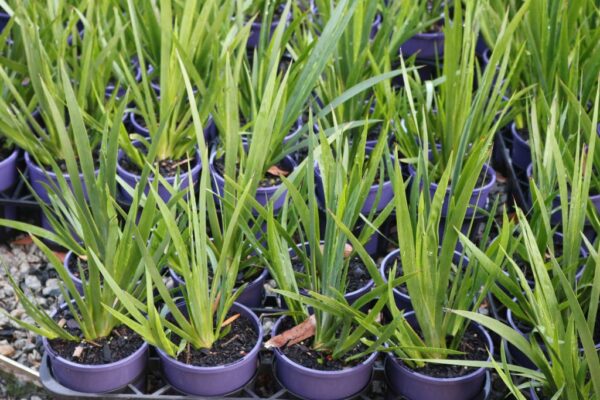 ANIGOZANTHOS LANDSCAPE SCARLET (SYN ENDEAVOUR)