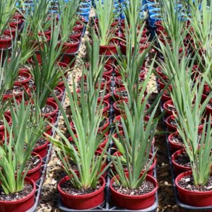 ANIGOZANTHOS MANGLESII