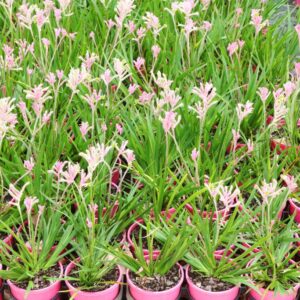 ANIGOZANTHOS BUSH PEARL