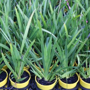 ANIGOZANTHOS YELLOW GEM