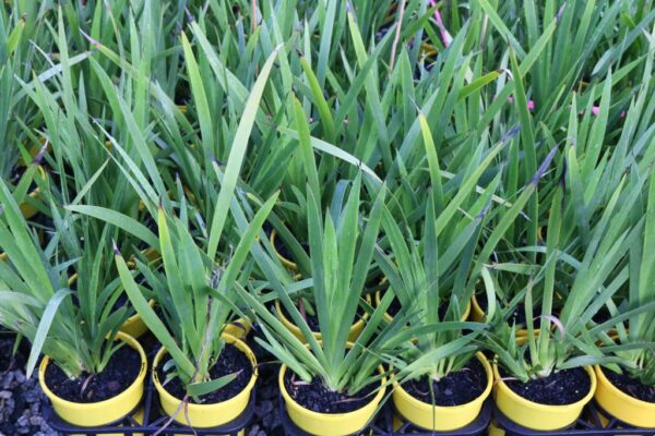 ANIGOZANTHOS YELLOW GEM