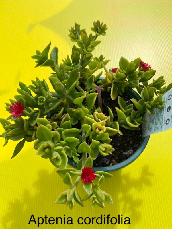 APTENIA CORDIFOLIA