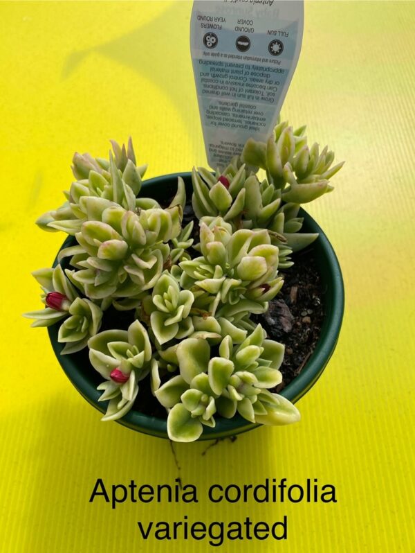 APTENIA CORDIFOLIA VARIEGATED