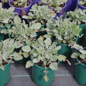 ARCTOTIS PLUM