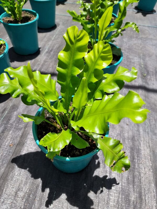 ASPLENIUM BIRDS NEST FERN