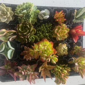 SUCCULENTS ASSORTED tray of 20
