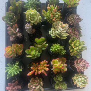 SUCCULENTS ASSORTED tray of 24