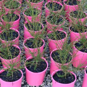 ASTARTEA WINTER PINK