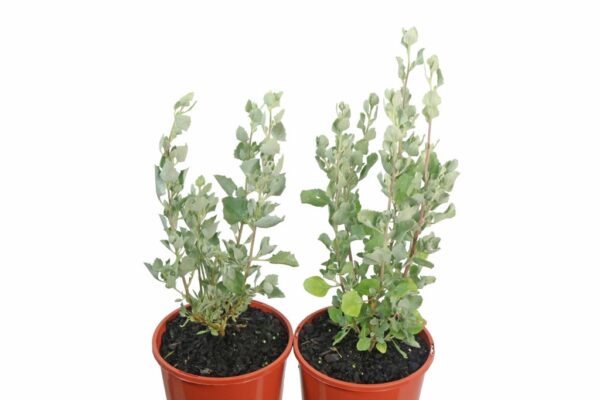 ATRIPLEX NUMMULARIA