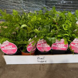 BABY BOOMERS Tray of 20