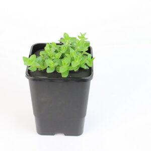 BACOPA CAROLINIANA - mini floater