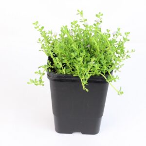 BACOPA MONNIERA
