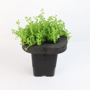 BACOPA MONNIERA