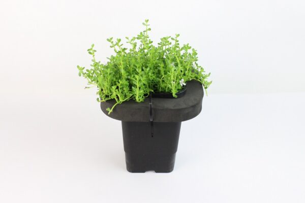 BACOPA MONNIERA