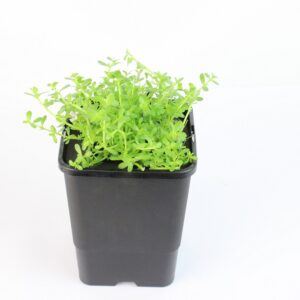 BACOPA MONNIERI - mini floater