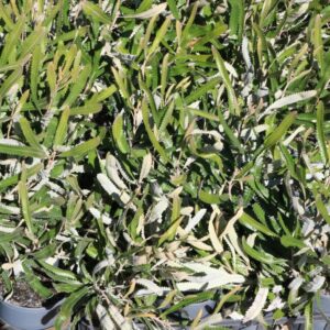BANKSIA BURDETTII