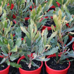 BANKSIA CALEYI