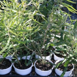 BANKSIA HOOKERIANA