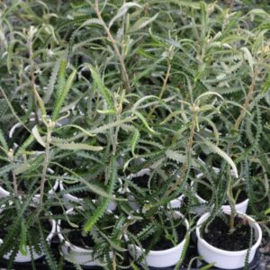 BANKSIA HOOKERIANA