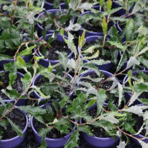 BANKSIA MEDIA
