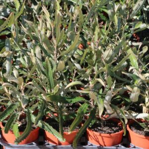 BANKSIA MENZIESII DWARF