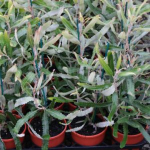 BANKSIA MENZIESII DWARF