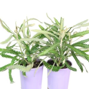 BANKSIA PRIONOTES