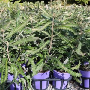 BANKSIA PRIONOTES DWARF