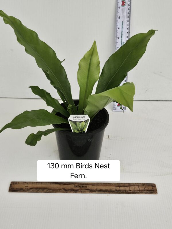 ASPLENIUM BIRDS NEST FERN