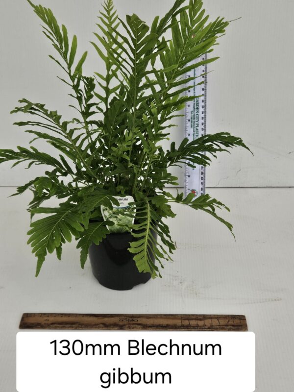 BLECHNUM GIBBUM