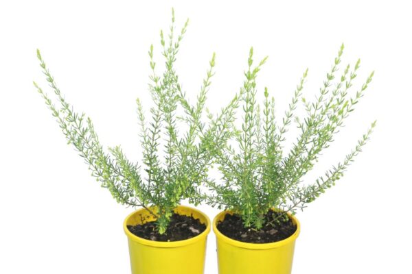 BORONIA MEGASTIGMA LUTEA