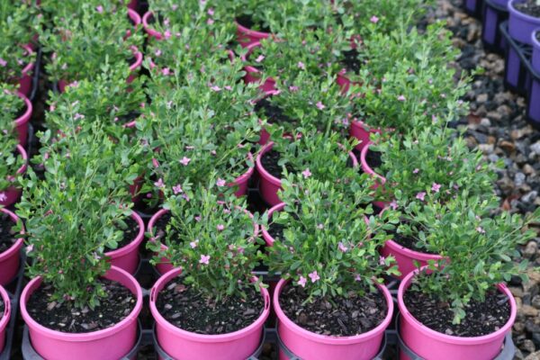 BORONIA CRENULATA PINK PASSION