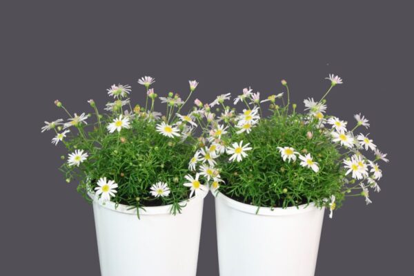Brachyscome Surdaisy White