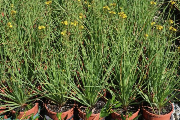 BULBINE BULBOSA (TB NATIVE LEEK)